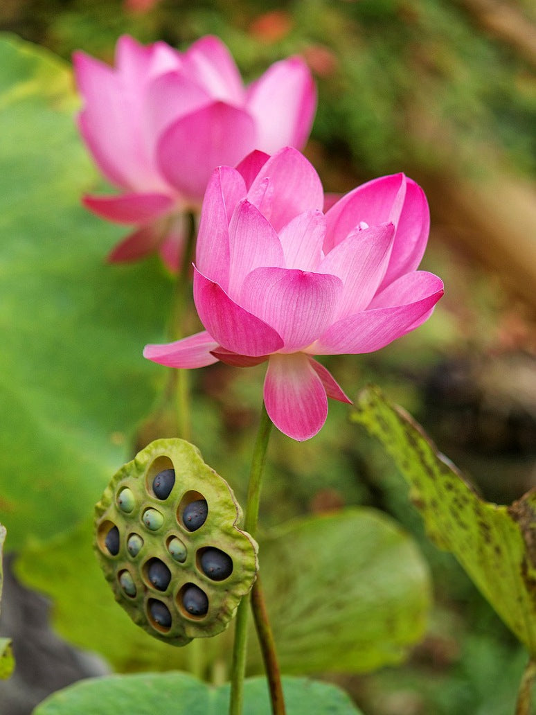 Lotus-Open Pollination Seeds