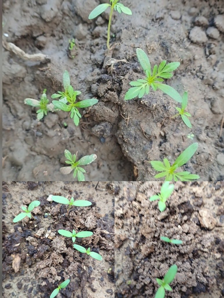Marigold Mixed Seeds
