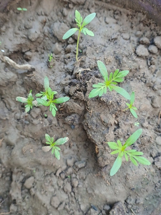 Marigold white -seeds