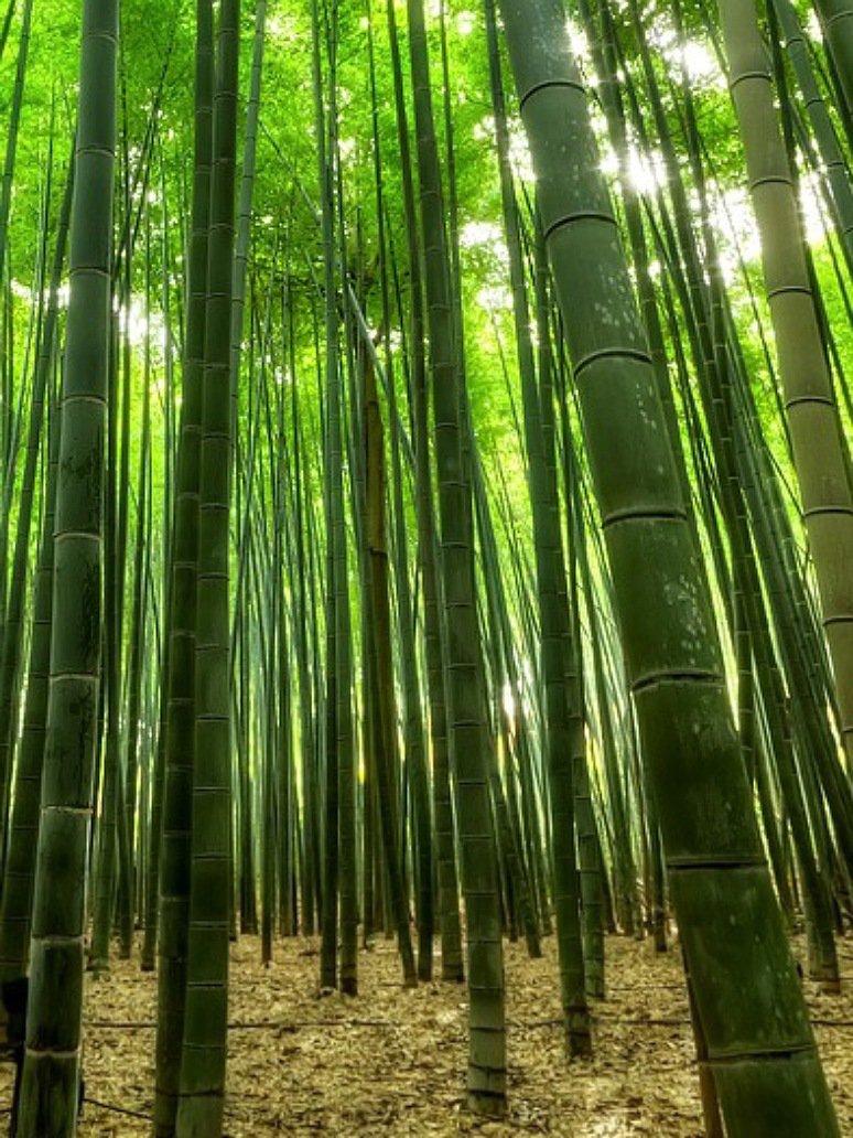 Marvel Bamboo - Open Pollination Seeds