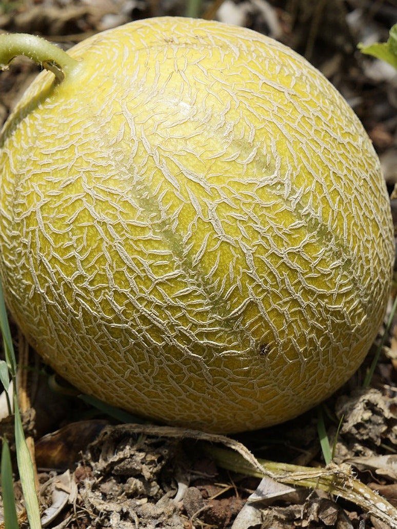 Muskmelon-Hybrid Seed