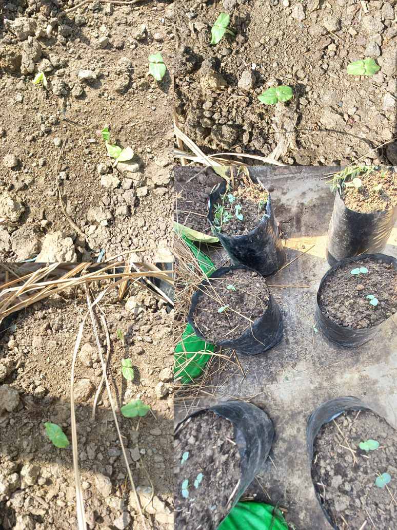 Okra hybrid seeds germination
