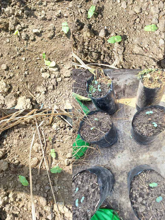 Okra hybrid seeds germination