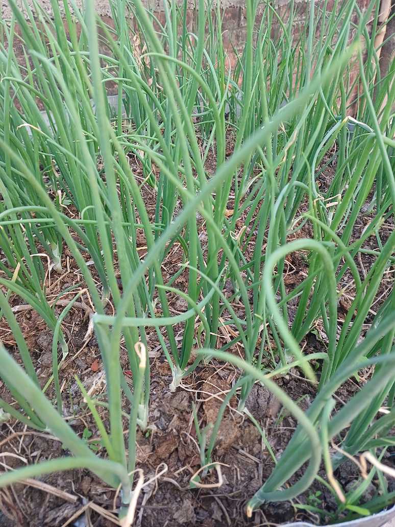 Onion Green Leaves Seeds (Open Pollination)