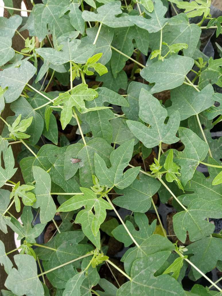 Papaya Nanha Pusa Seeds Germination