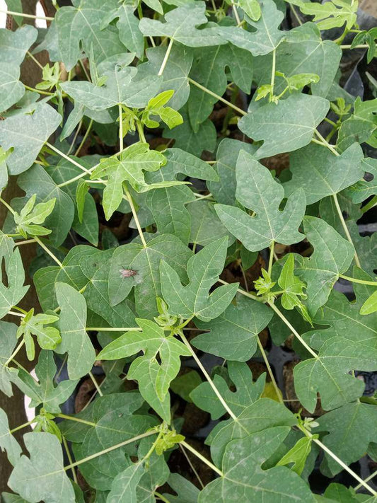 Papaya Nanha Pusa Seeds Germination