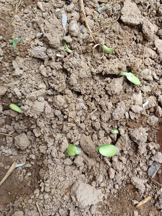 Pumpkin Big- Open Pollination seeds