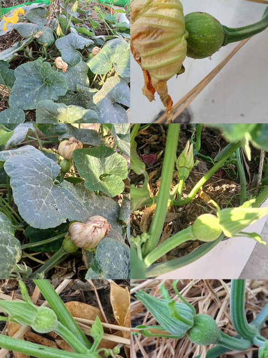 Pumpkin desi Open Pollination Seeds