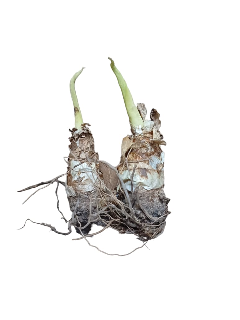 Rajnigandha Flower Bulbs -2 Pieces