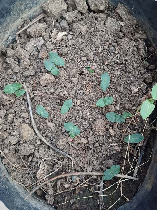 Red Okra- Laal Bhindi Seed Open Pollination