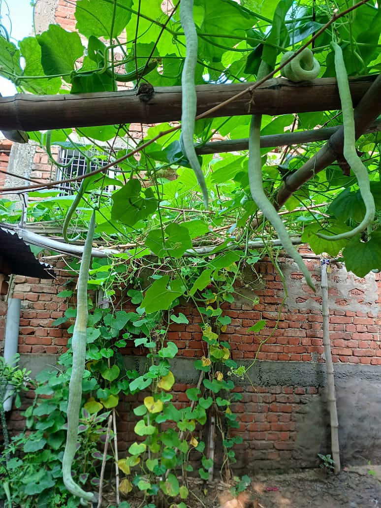 Snake Gourd White -  Hybrid Seeds