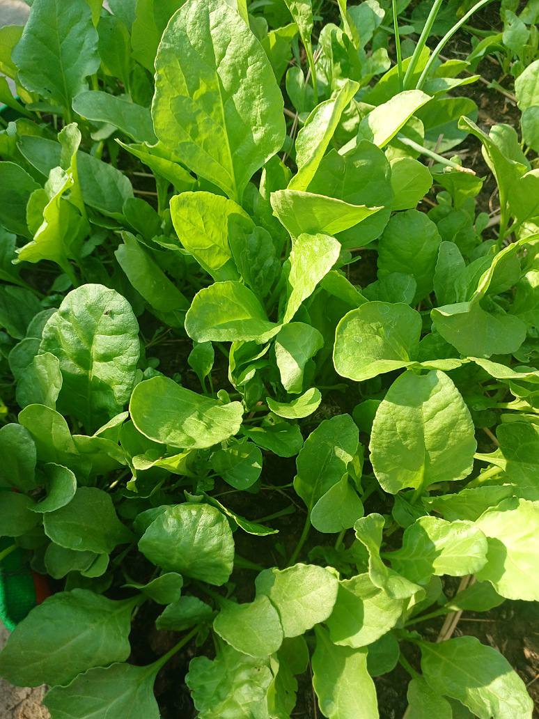 Spinach  Hybrid Seeds