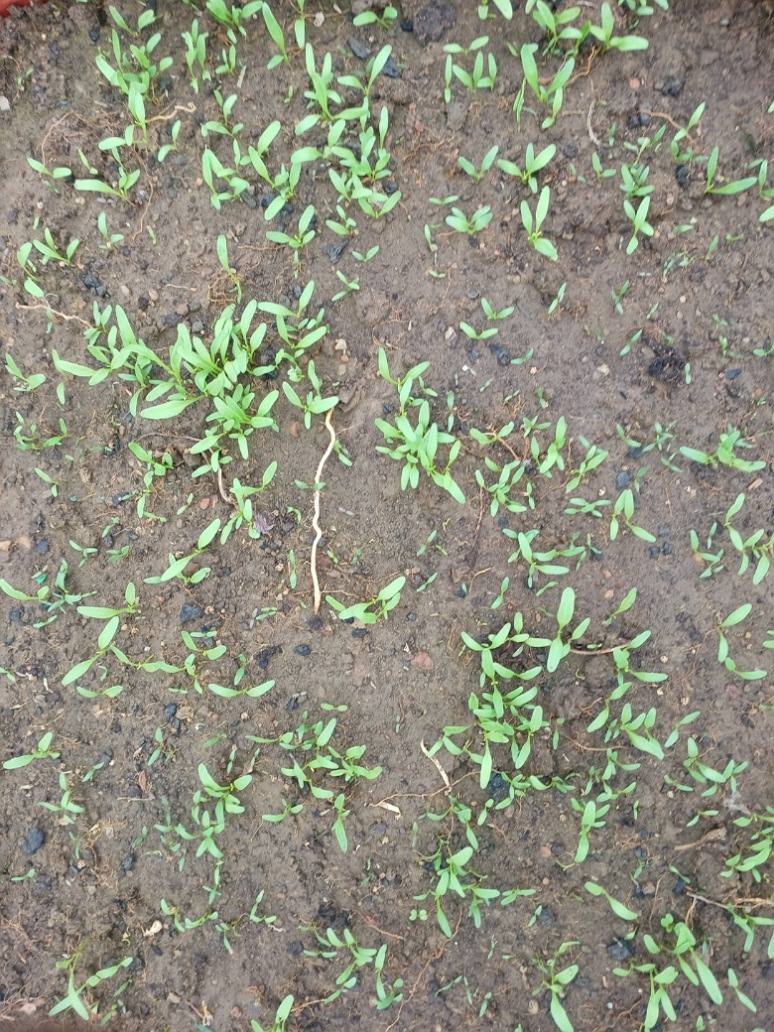 Spinach Desi Seeds Germination Test
