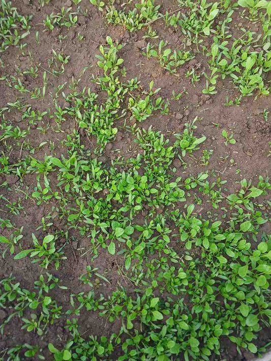 Spinach Seeds (Open Pollinated)