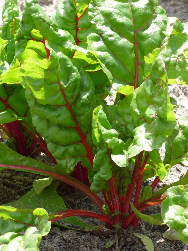 Swiss Chard Red Open Pollination Seeds
Red Swiss Chard plant growing in home garden
Swiss Chard Red leaves and stems
Red Swiss Chard vegetable ready for harvest
Swiss Chard Red growing in pot
Swiss Chard Red seeds for home gardening