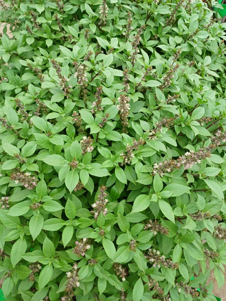 Thai Basil Plant Seed Open Pollination