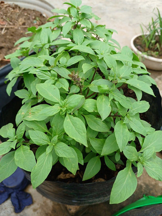 Thai Basil Plant Seed Open Pollination
