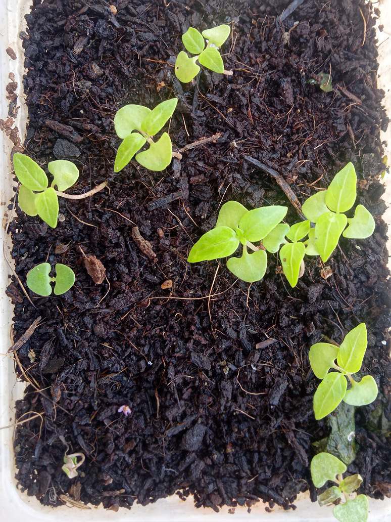 Thai Basil Plant Seed Open Pollination