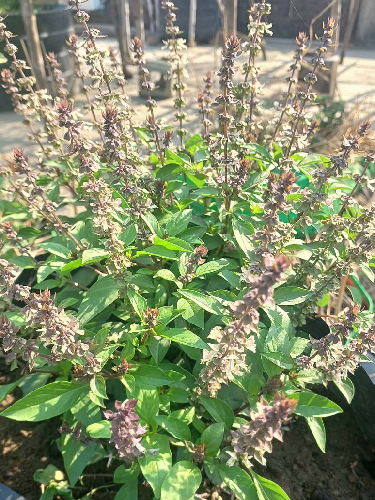 Cow Pea Dwarf Red - Open Pollination Seeds