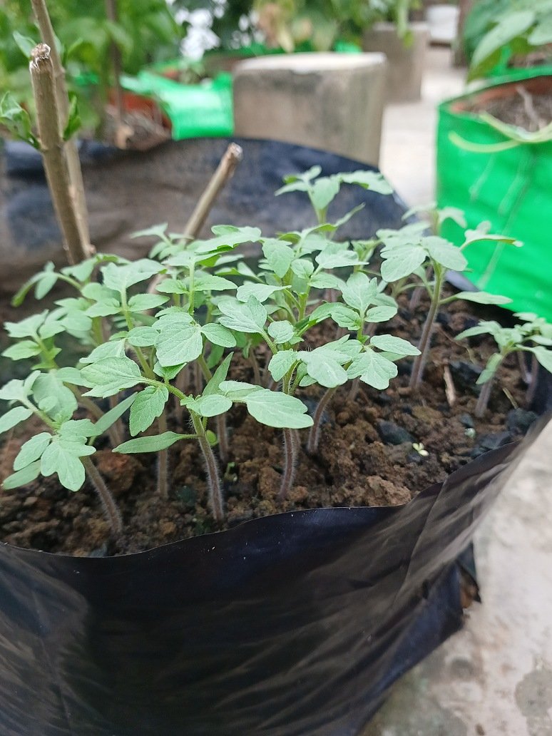 Tomato Round Red-Hybrid Seeds