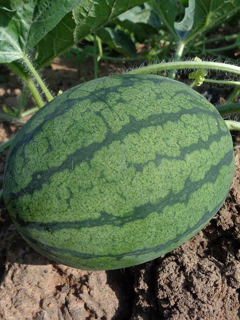 Water Melon Fruit Seed Hybrid