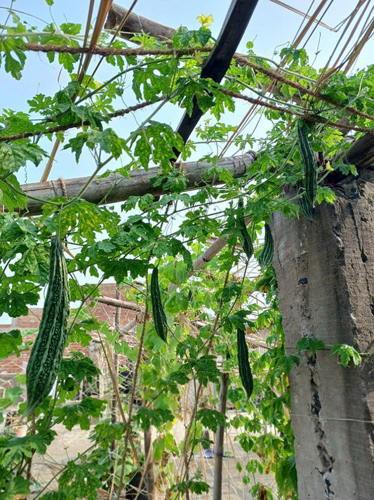 Bitter Gourd Extra Long- Hybrid Seeds