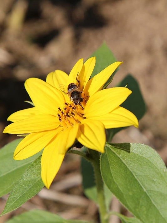 Mini Sunflower-Open Pollination Seed