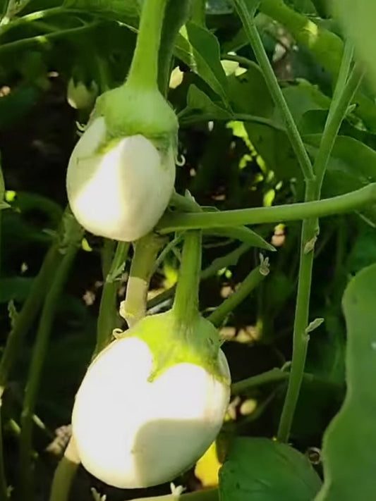 Brinjal White Oval-Open Pollination Seeds