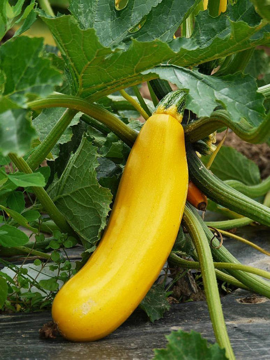 Zucchini  Yellow Hybrid Seeds