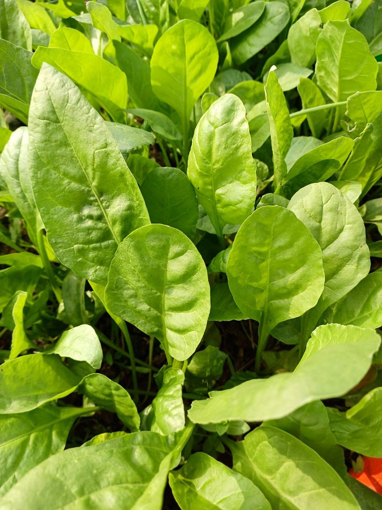 spinach seeds planting Spinach Seeds (Open Pollinated) – Fast Growing Kitchen Garden Seeds – seed and plant