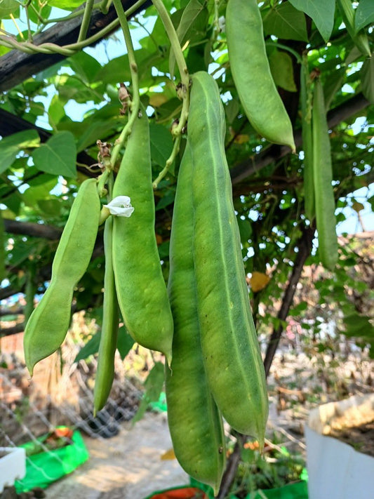 Long Flat Beans Seed-Open Pollination