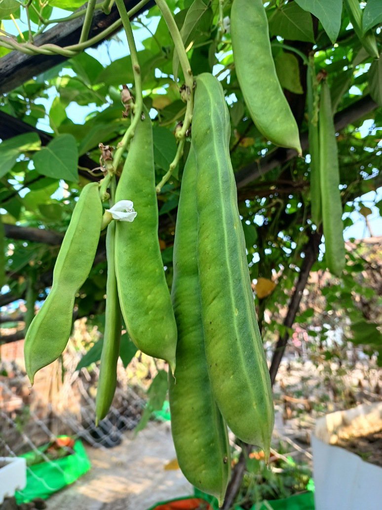 Long Flat Beans Seed-Open Pollination
