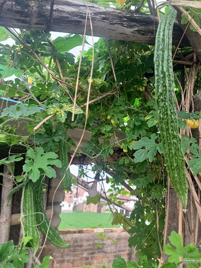 Bitter Gourd Extra Long -Open Pollination Seeds