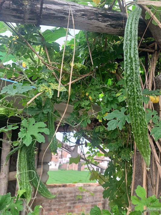 Bitter Gourd Extra Long -Open Pollination Seeds