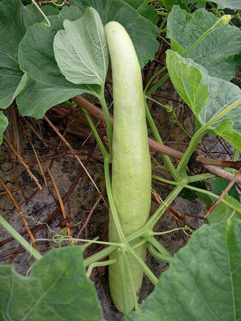 Bottle gourd medium size 2-2.5 feet long