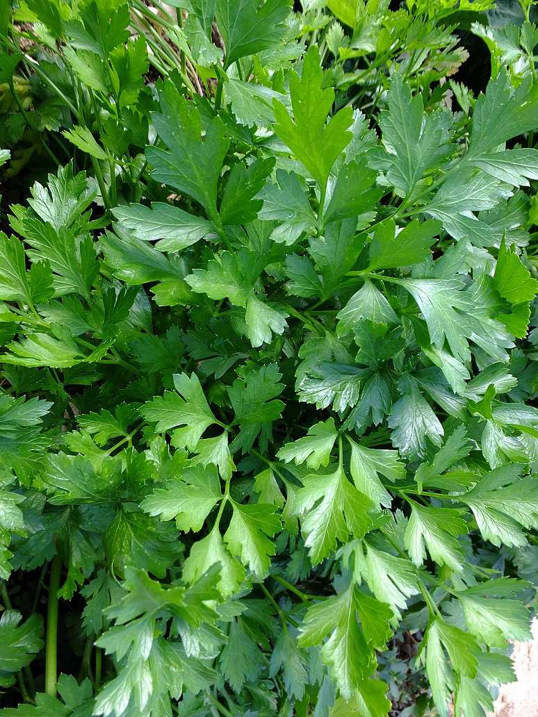Parsley Curled Seeds-Open Pollination