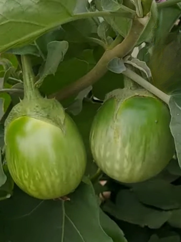 Brinjal Ramnagar Giant Oval Green Bharta Special -OP Seed
