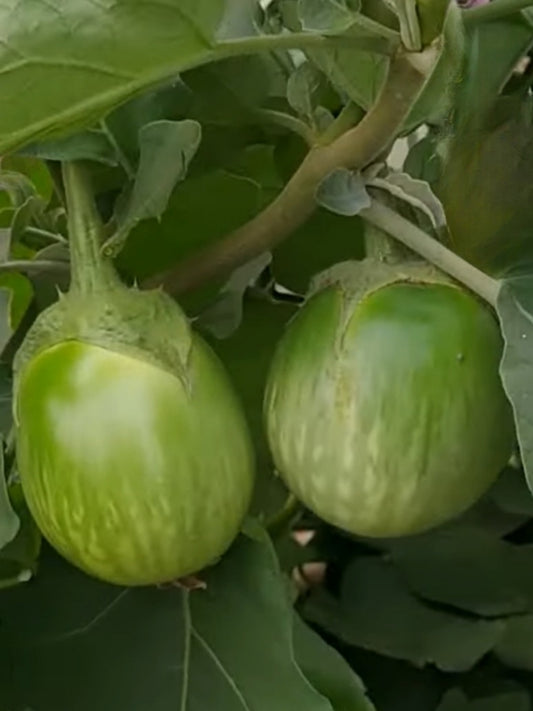 Brinjal Ramnagar Giant Oval Green Bharta Special -OP Seed