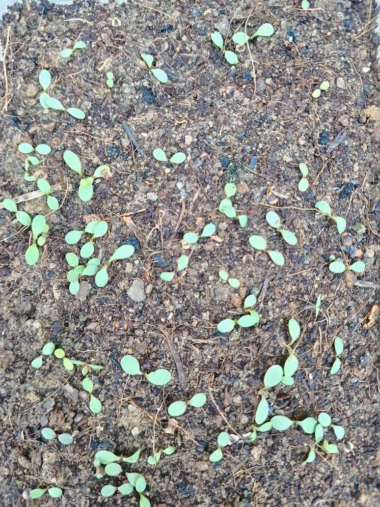 Small green plants sprouting from dark soil, Coreopsis Lanceolata Dwarf Mayfield