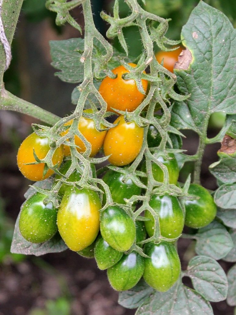 Cherry Tomato Yellow Oval-Hybrid Seeds