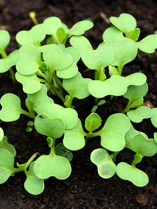 Pak Choi-Bok Choi-Imported Seeds