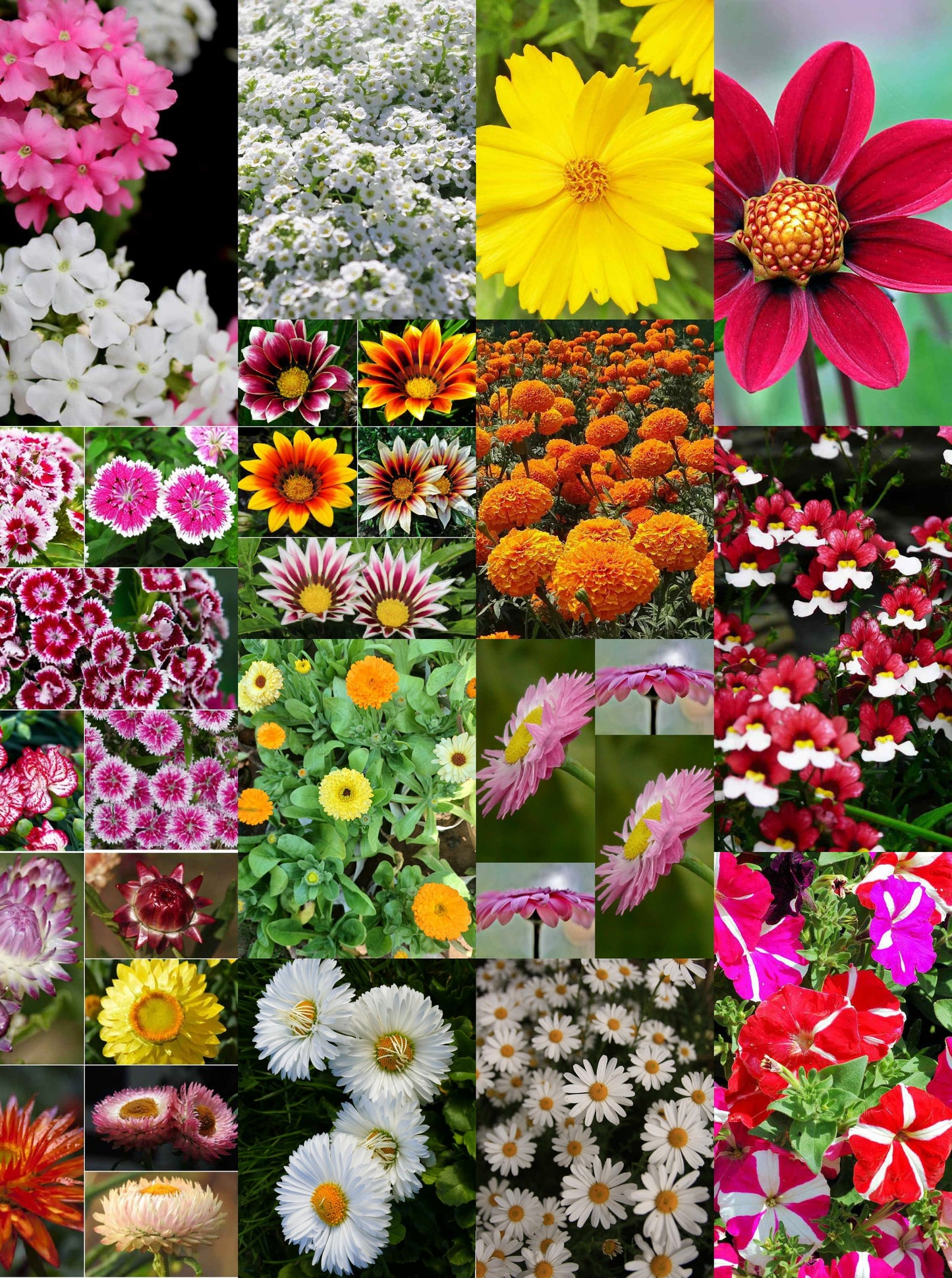 Winter Flower Combo Pack Of 14- Open Pollination Seeds