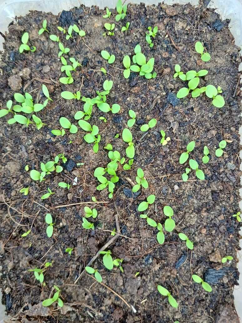 Dianthus Baby Doll Mix-OP, Young green plants sprouting from dark soil