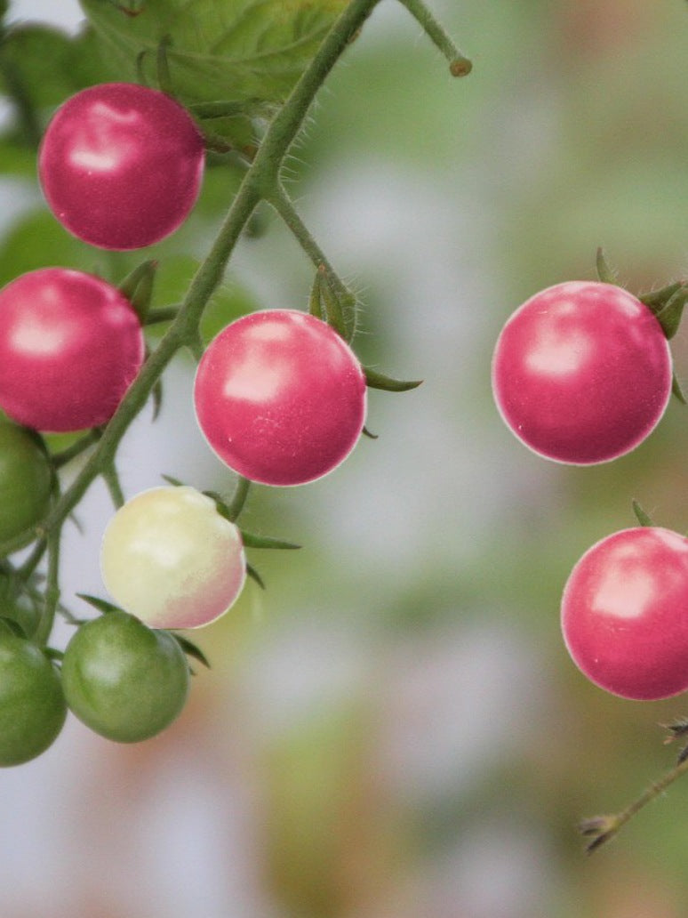 Cherry Tomato Pink-Hybrid Seed