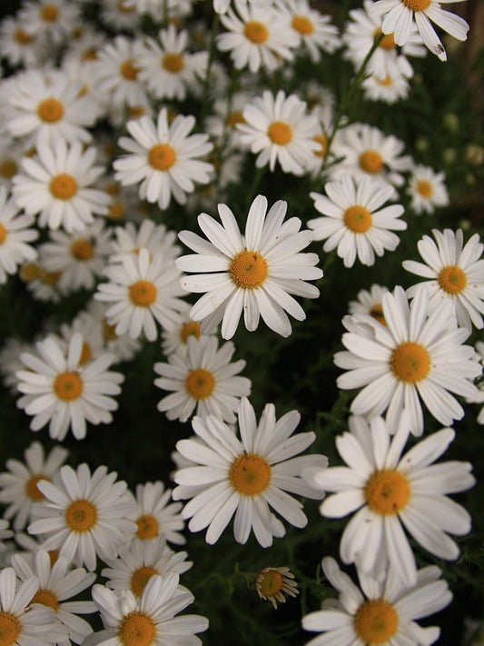 Chrysanthemum paludosam White-Open Pollination seeds
