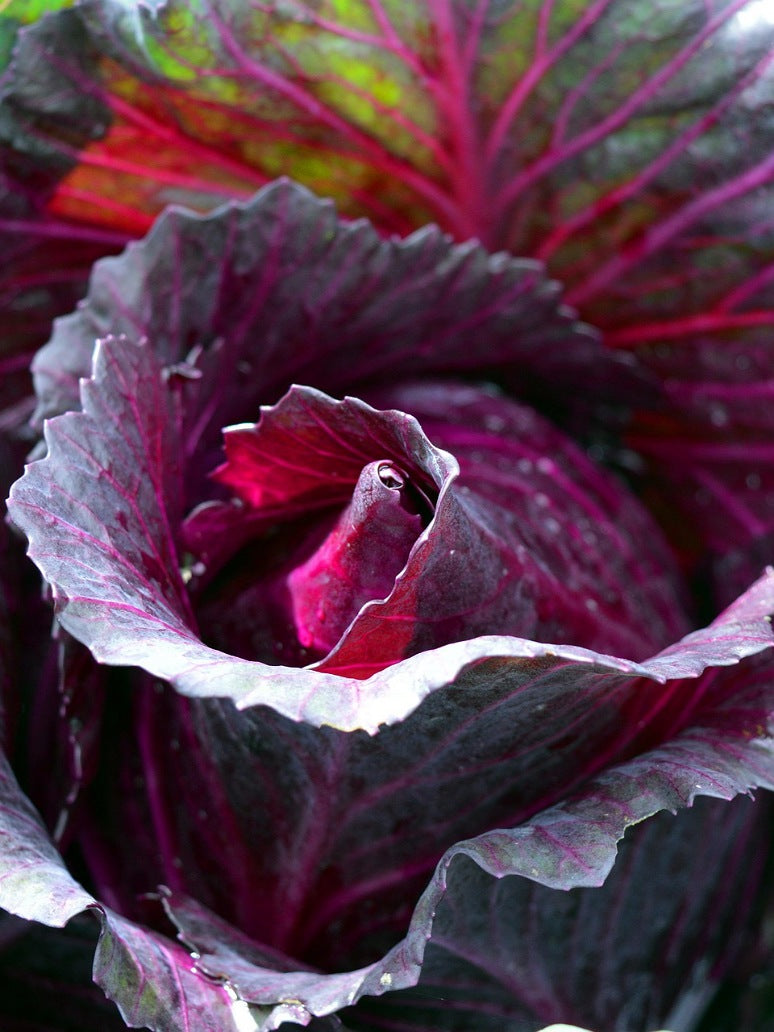 Red Cabbage-Hybrid Seeds