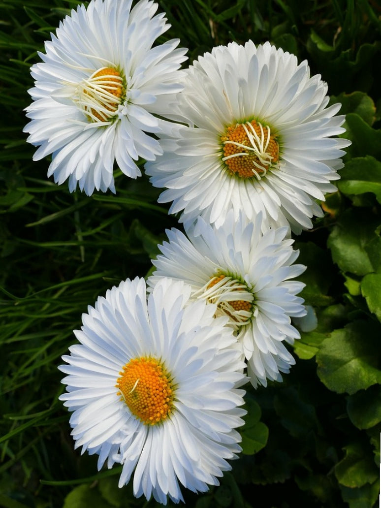Daisy Double Petals White-OP Seeds