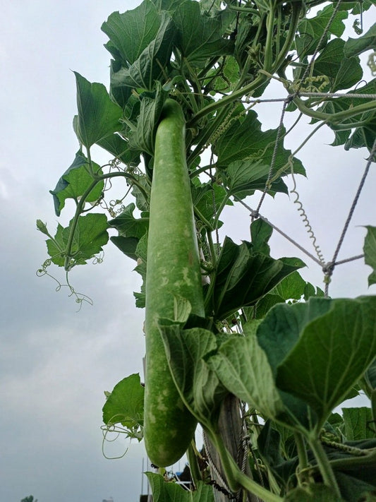 Bottle Gourd Speckled Long Green White-Open Pollination seeds