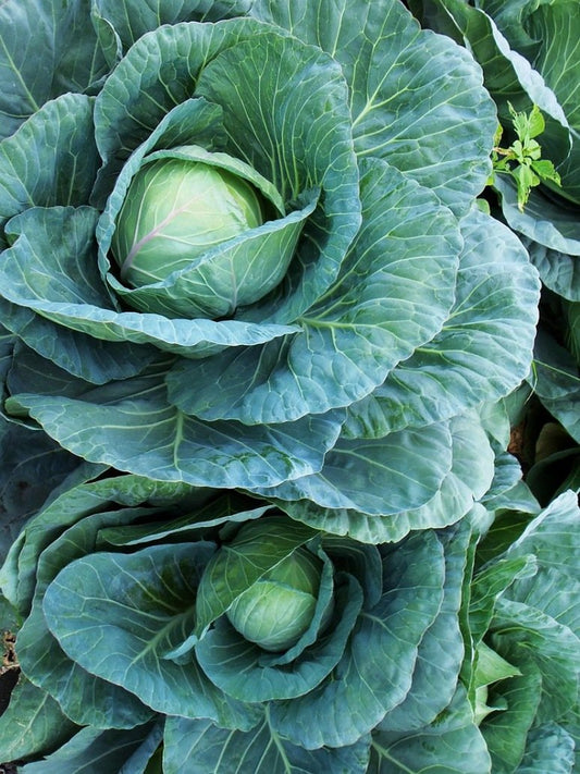 Cabbage Desi - Open Pollination Seeds
