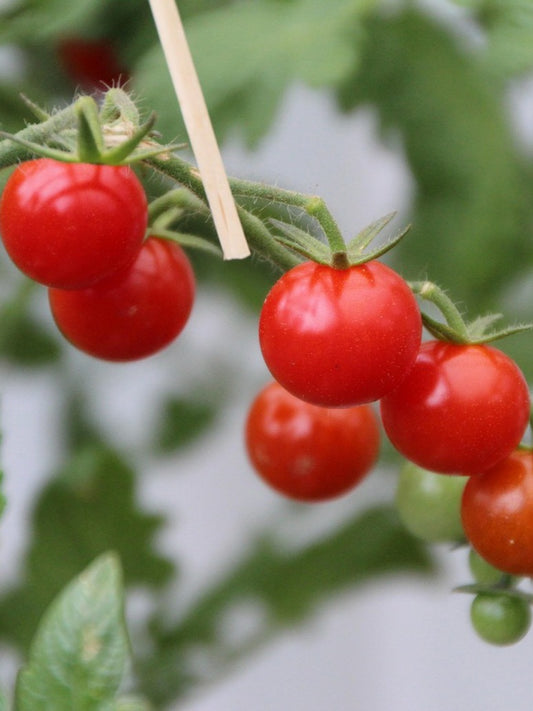 Cherry Tomato Red-Hybrid Seeds